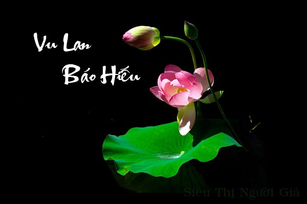 Bay Về Tổ Ấm