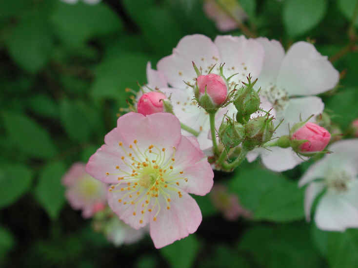 nutamxuan wildroses.jpg