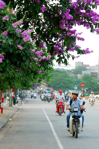 Hoa tim bang lang (17).jpg